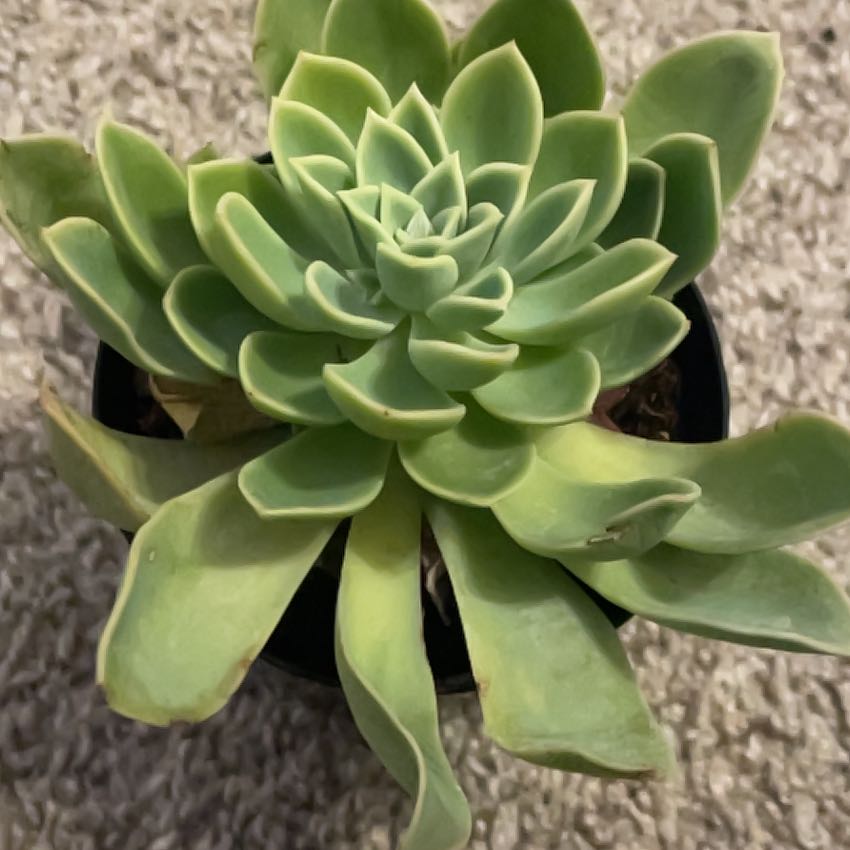 Photo of the plant species Echeveria 'Mar Azul' by @CozyKūmarahou39 named Shakira on Greg, the plant care app