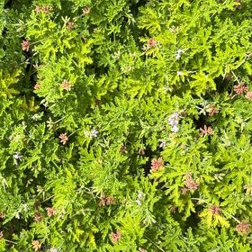 Photo of the plant species Sweet Scented Geranium by @HeartyKanono45 named Leonardo on Greg, the plant care app