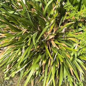 Photo of the plant species Mountain Flax by @HeartyKanono45 named Anne on Greg, the plant care app