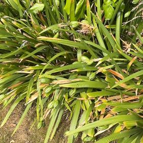 Photo of the plant species Big Blue Lilyturf by @HeartyKanono45 named Eva on Greg, the plant care app