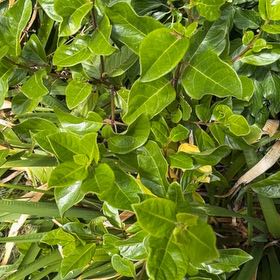 Photo of the plant species Laurustinus by @HeartyKanono45 named Elle on Greg, the plant care app
