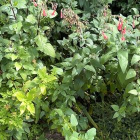 Photo of the plant species Blood Sage by @HeartyKanono45 named Denali on Greg, the plant care app