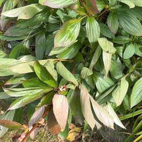 Photo of the plant species Chinese Peony by @HeartyKanono45 named Fernie Mac on Greg, the plant care app