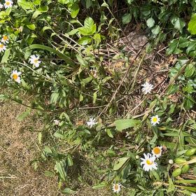 Photo of the plant species Max Chrysanthemum by @HeartyKanono45 named Prince on Greg, the plant care app