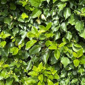 Photo of the plant species Laurustinus by @HeartyKanono45 named Sanders on Greg, the plant care app