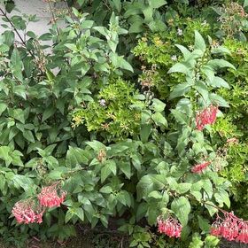 Photo of the plant species Hummingbird Fuchsia by @HeartyKanono45 named Osmo on Greg, the plant care app
