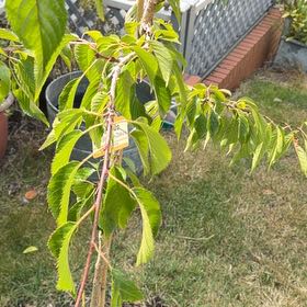 Photo of the plant species Japanese Flowering Cherry by @HeartyKanono45 named Homer on Greg, the plant care app