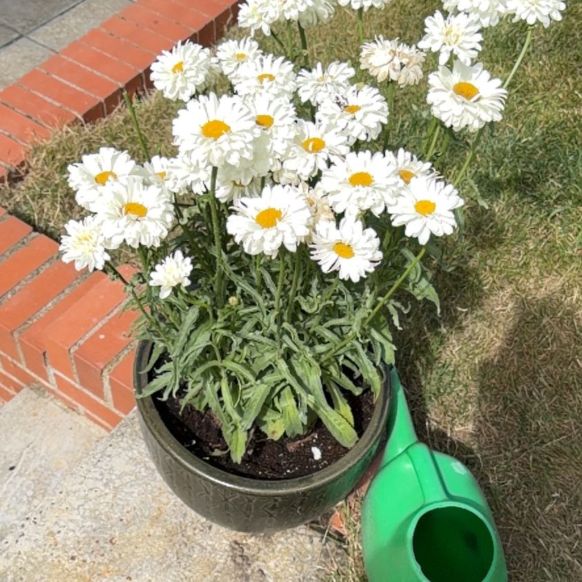 Photo of the plant species Max Chrysanthemum by @HeartyKanono45 named Treeyoncé on Greg, the plant care app