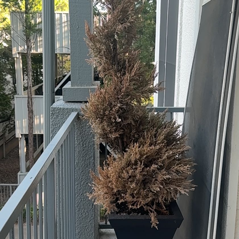 Photo of the plant species Tuscan Cypress by @SeasonalMelon93 named Donald on Greg, the plant care app