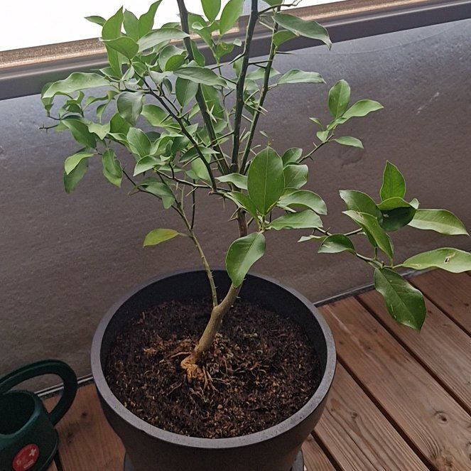 Photo of the plant species Sudachi Hybrid Yuzu by @CozyBasil25 named Yuzuki on Greg, the plant care app