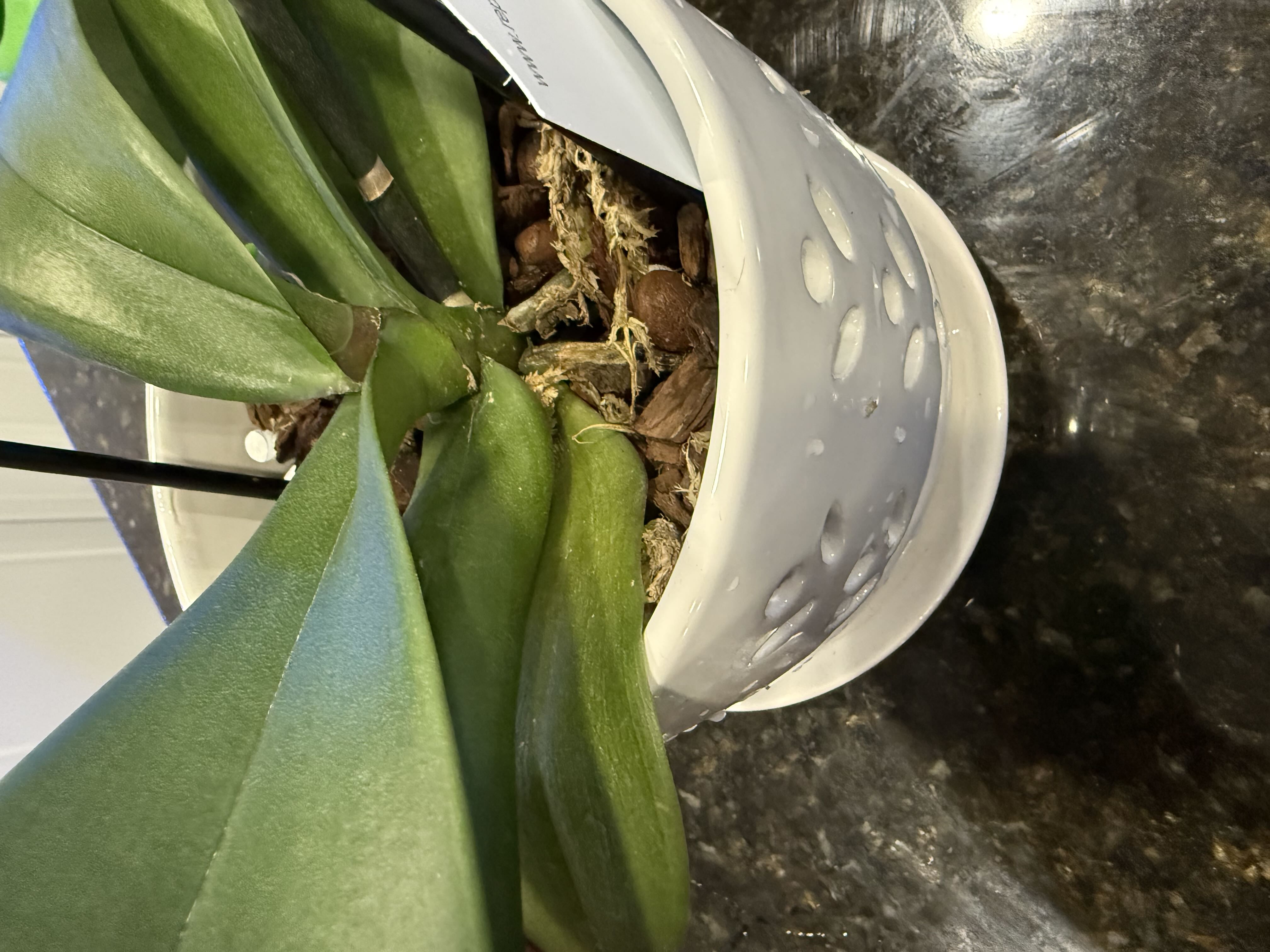 Photo from the post