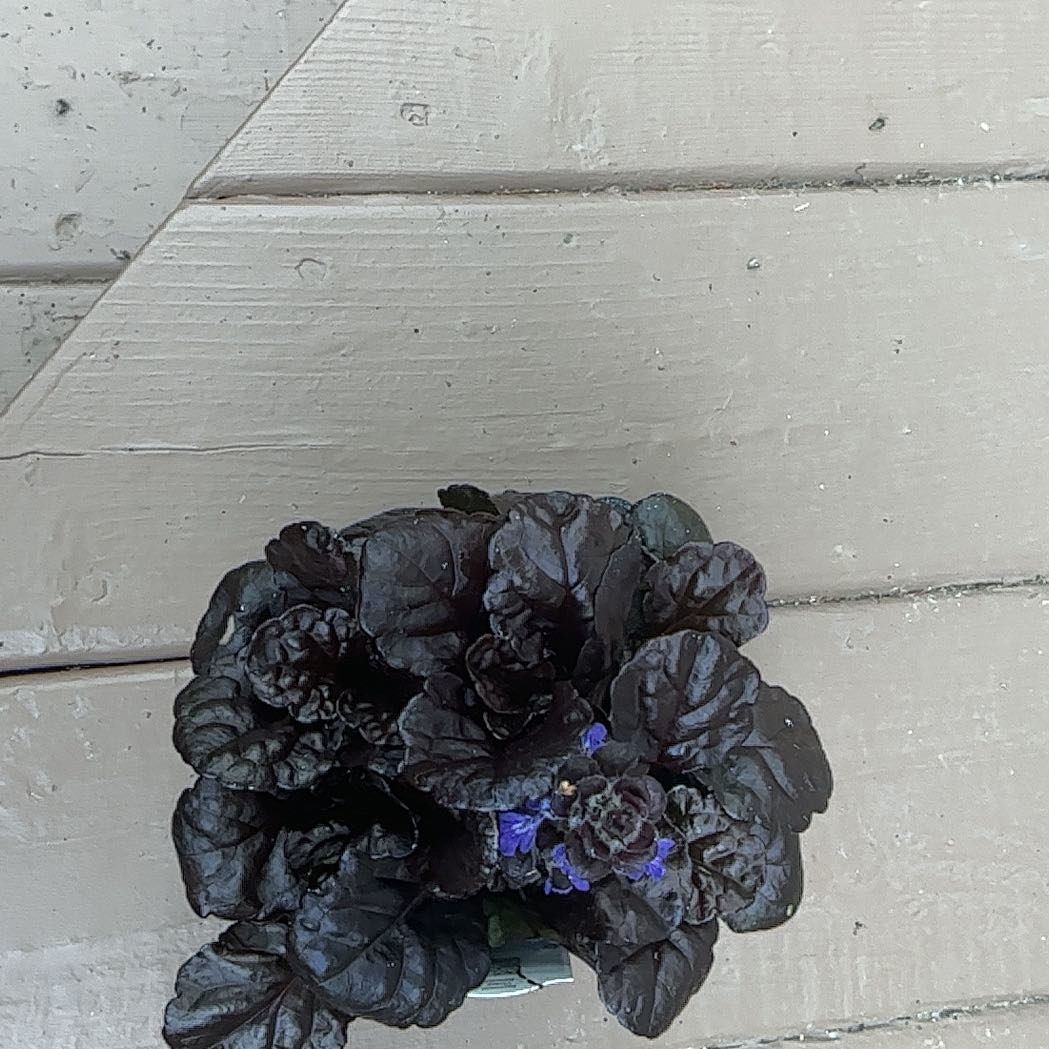 Photo of the plant species Blue Bugle by @VocalRhodotus86 named Leaf Erickson on Greg, the plant care app
