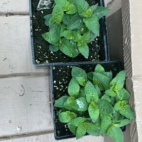 Photo of the plant species Potato by @VocalRhodotus86 named Delilah on Greg, the plant care app