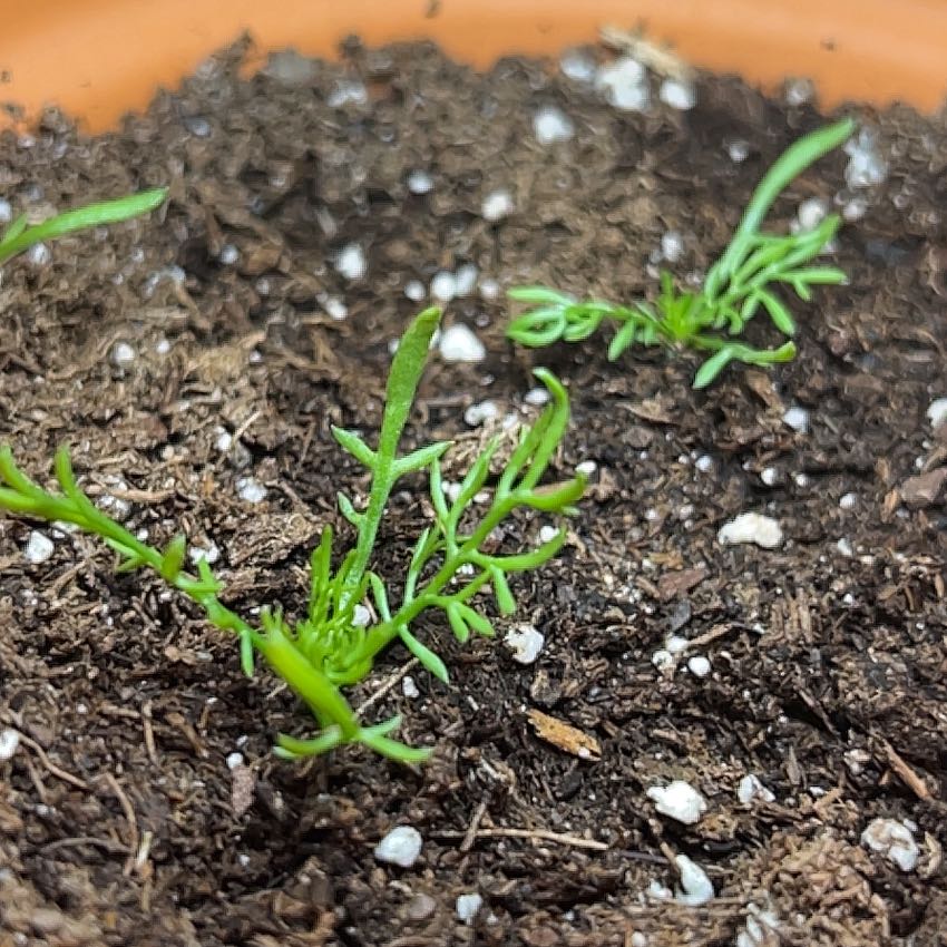 Photo of the plant species Matricaria Chamomilla by @ZestBlueberry62 named McKinley on Greg, the plant care app