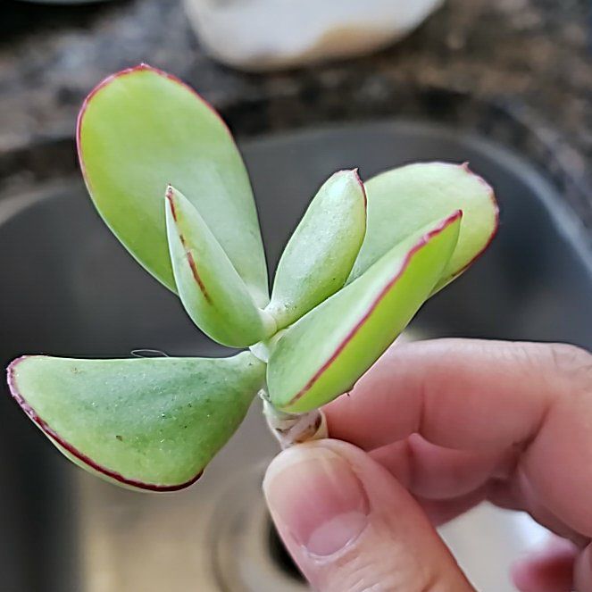 Photo of the plant species Pig's Ear by @PetBaibua64 named Remington on Greg, the plant care app
