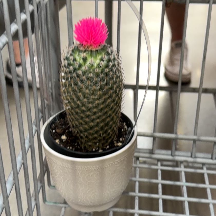 Photo of the plant species Cactus by @TrueSandwort86 named Beckham on Greg, the plant care app