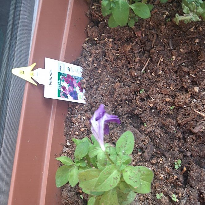 Photo of the plant species Petunia by @SupremeGollum35 named Maya on Greg, the plant care app
