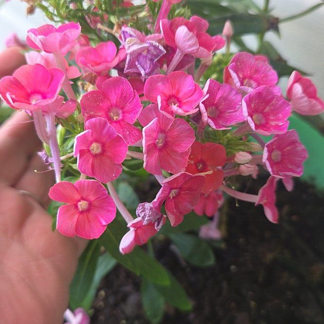 Photo of the plant species Summer Phlox by @BigJellypalm31 named Athena on Greg, the plant care app