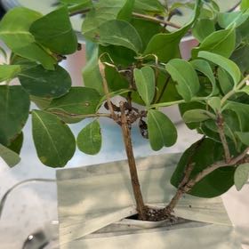 Photo of the plant species Lonicera 'Kintzley's Ghost' by @WholeMikimiki27 named Marilyn on Greg, the plant care app