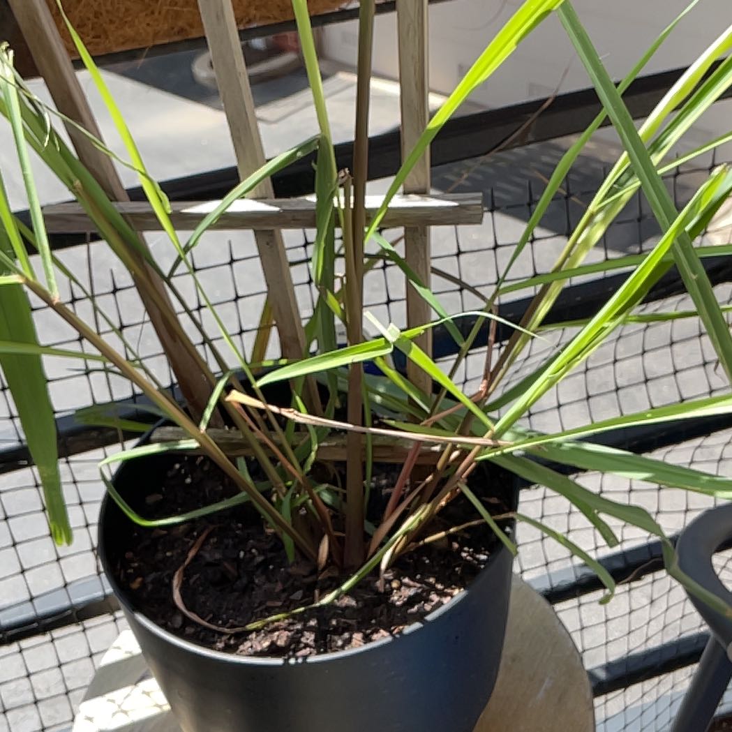 Photo of the plant species Lemon Grass by @NeatDeathcap53 named Cleopatra on Greg, the plant care app