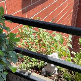 Photo of the plant species Sacred Bamboo by @NeatDeathcap53 named Leonardo on Greg, the plant care app