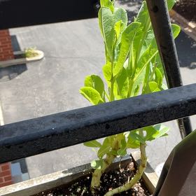 Photo of the plant species Romaines by @NeatDeathcap53 named Beyonce on Greg, the plant care app