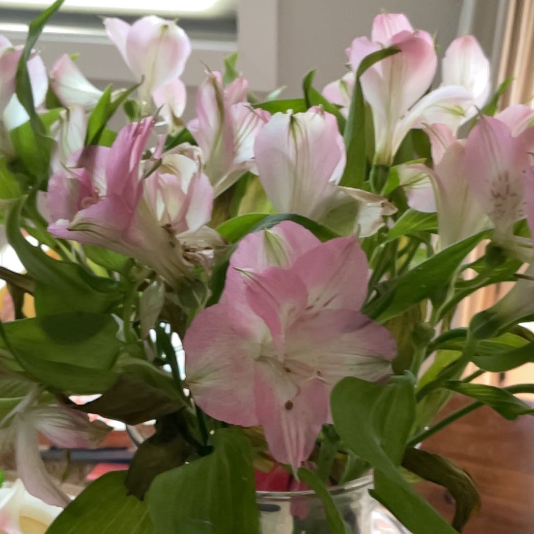 Photo of the plant species Peruvian-Lily by @NeatDeathcap53 named Orwell on Greg, the plant care app