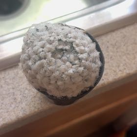 Photo of the plant species Mammillaria senilis by @CivilWeed60 named Bella on Greg, the plant care app