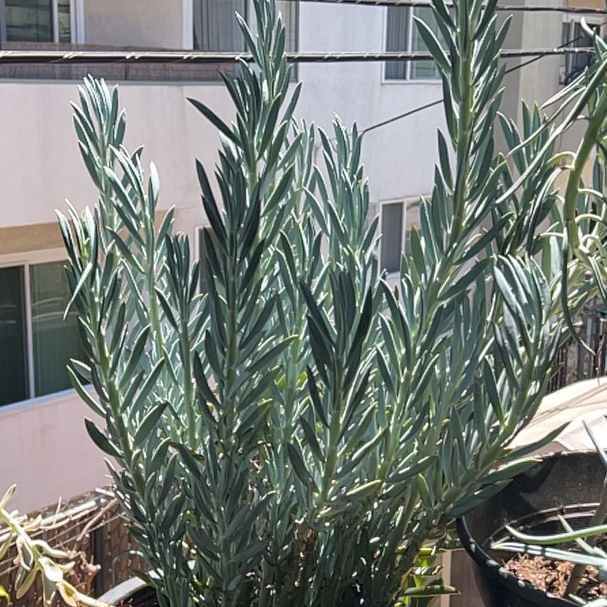 Photo of the plant species Blue Chalksticks by @RadDodder66 named Aristotle on Greg, the plant care app