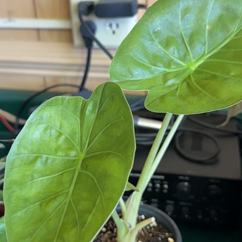 Photo of the plant species Alocasia Yucatan Princess by @AboundingKale41 named Rosa on Greg, the plant care app