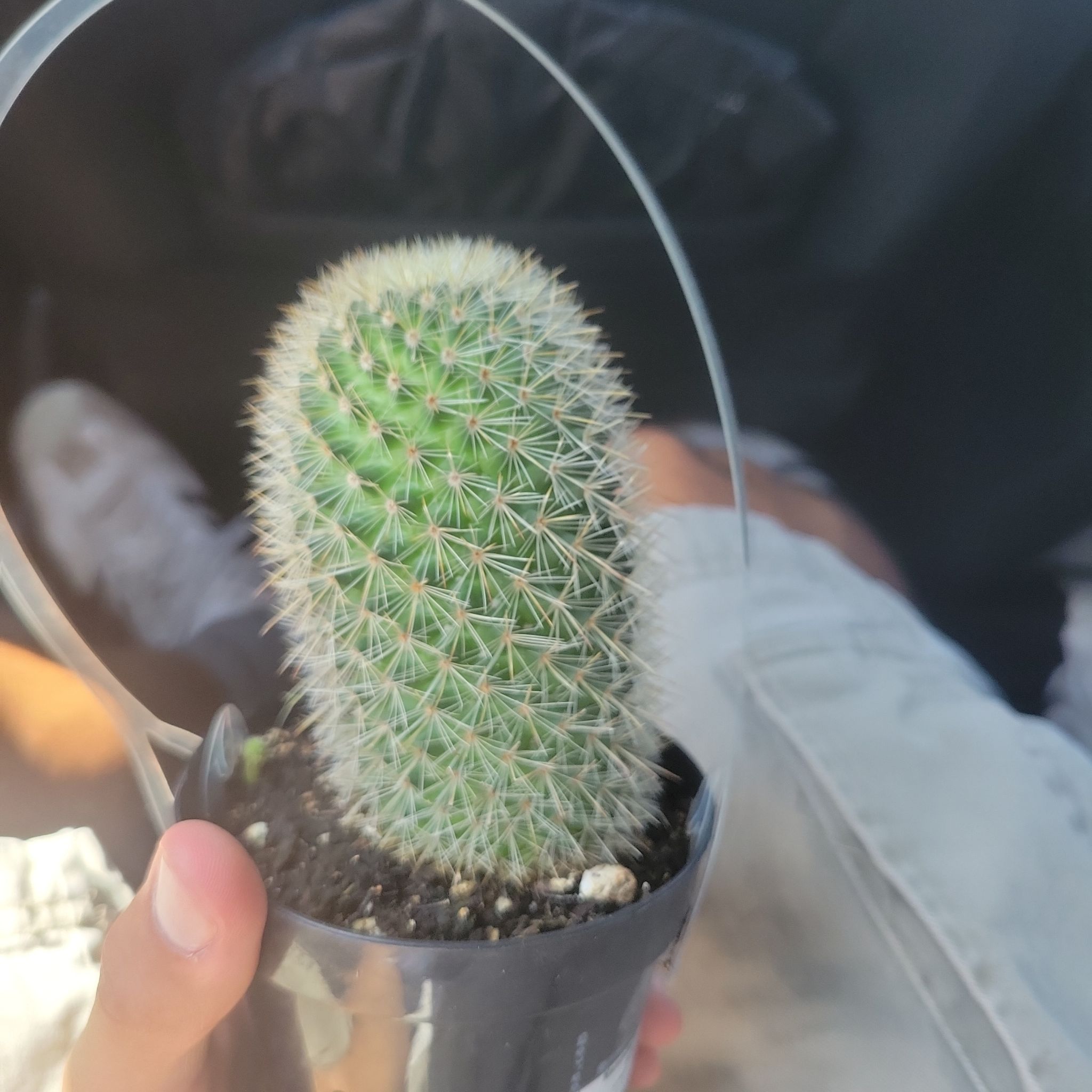 Photo of the plant species Mammillaria spinosissma f. rubrispina by @VipRosea95 named Cactus Jack on Greg, the plant care app