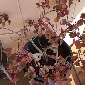 Photo of the plant species Caribbean Copper Plant by @ClubbyChilli8 named Beckham on Greg, the plant care app