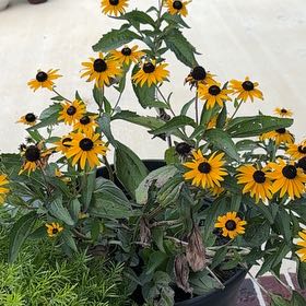 Photo of the plant species Blackeyed Susan by @ZarfLambsear30 named Messi on Greg, the plant care app