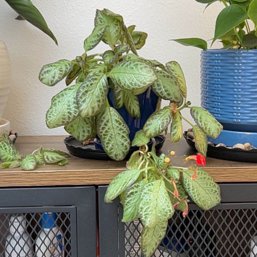 Photo of the plant species Silver Skies Episcia by @GodlyBogbean17 named Sanders on Greg, the plant care app