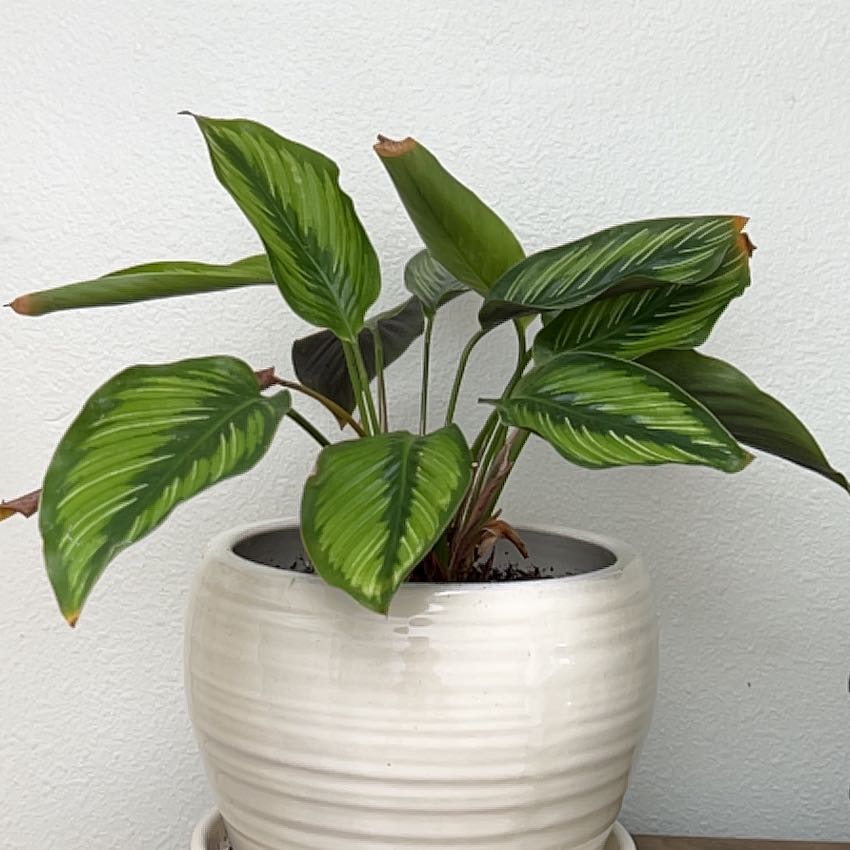Planty
