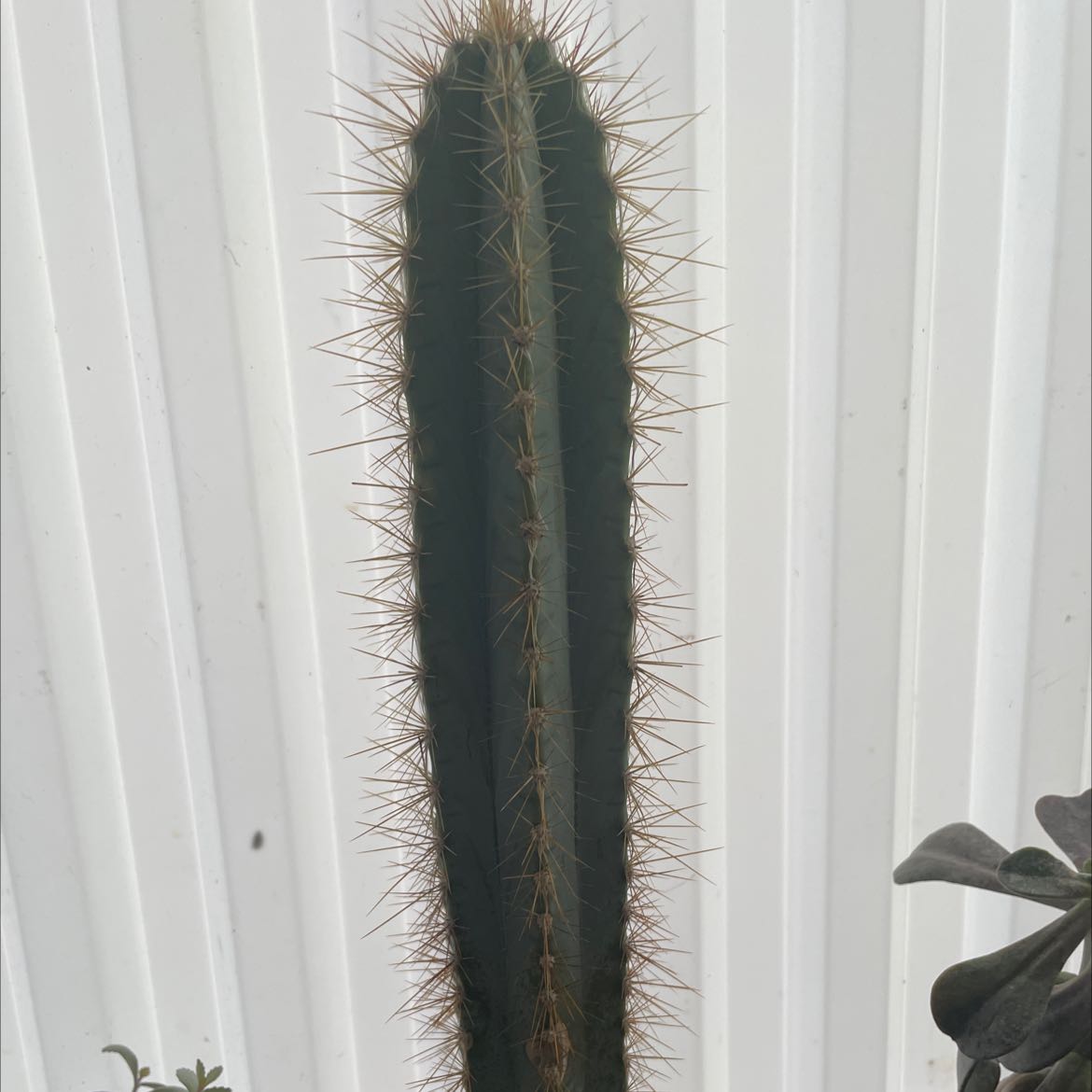 Tall, columnar cactus with prominent ribs and spines, likely a Pleated Cereus.