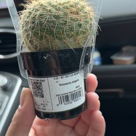 Photo of the plant species Notocactus elegans by @UberKale80 named Peter Parker on Greg, the plant care app