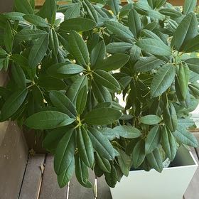Photo of the plant species Pacific Rhododendron by @IdealHoupara83 named Tolkien on Greg, the plant care app