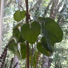 Photo of the plant species Carolina Moonseed by @IdealHoupara83 named Gaga on Greg, the plant care app