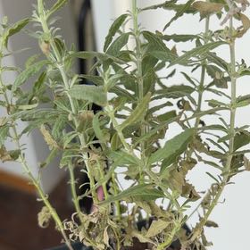 Photo of the plant species Salvia Azurea by @GrowingMira71 named Curie on Greg, the plant care app
