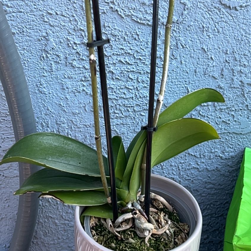 Photo of the plant species Orchid by @DashingLovage35 named Fernie Mac on Greg, the plant care app