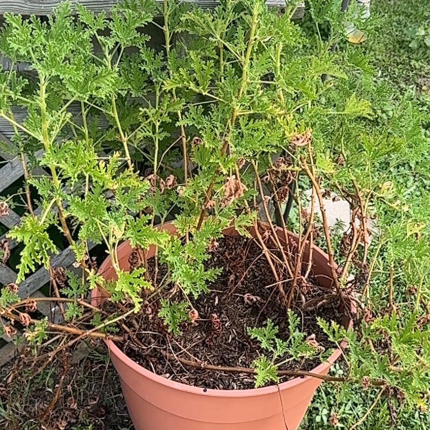 Photo of the plant species Sweet Scented Geranium by @JoyfulJade6 named Marilyn on Greg, the plant care app