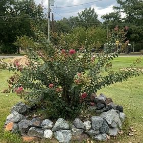 Photo of the plant species Crape Myrtle by @JoyfulJade6 named Fernie Saunders on Greg, the plant care app