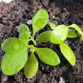 Photo of the plant species Miracle Leaf plant by @SocialCorkoak25 named Curie on Greg, the plant care app