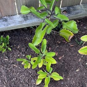 Photo of the plant species Miracle Leaf plant by @SocialCorkoak25 named Tolkien on Greg, the plant care app