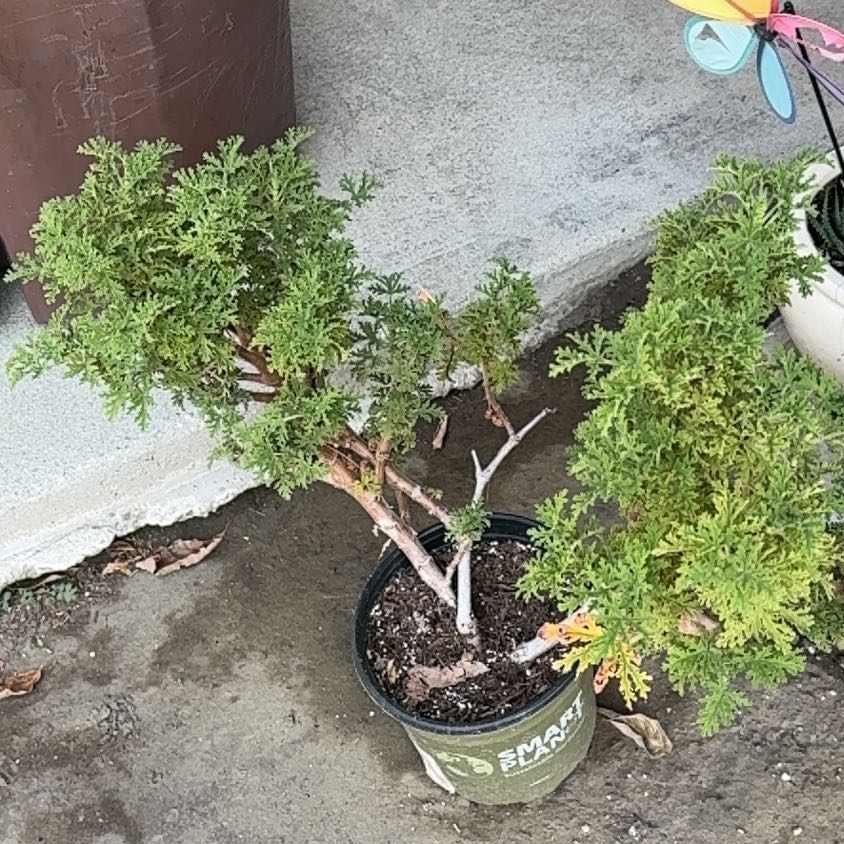 Photo of the plant species Sweet Scented Geranium by @HeadTexassage53 named Harry on Greg, the plant care app