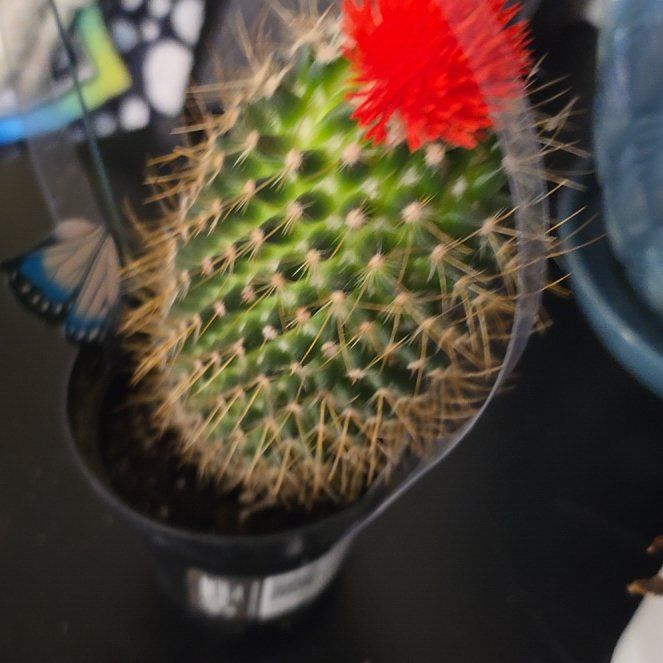 Photo of the plant species Cactus by @CleverLettuce35 named Bigleef Smalls on Greg, the plant care app