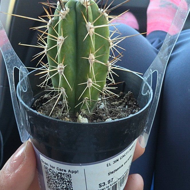 Photo of the plant species El 3in Cacti Asst by @CleverLettuce35 named Aria on Greg, the plant care app