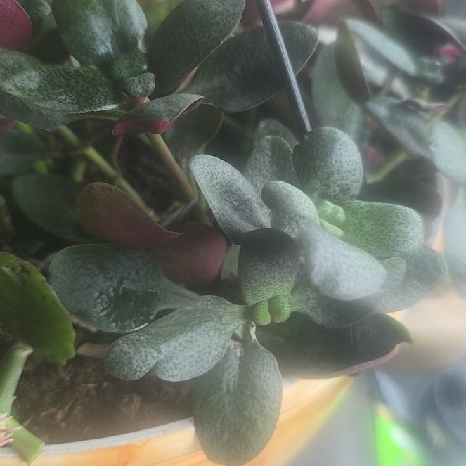 Photo of the plant species Fairy Crassula by @PrinceTropical3 named Gobi on Greg, the plant care app