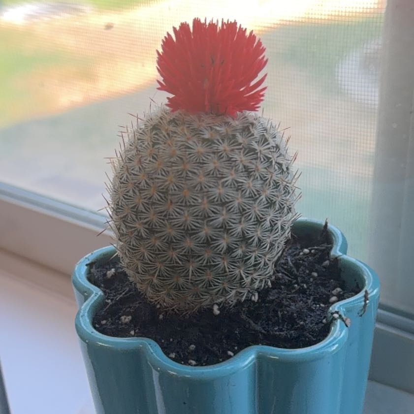 Photo of the plant species Cactus by @RulerTimeout89 named Captain Plant-it on Greg, the plant care app